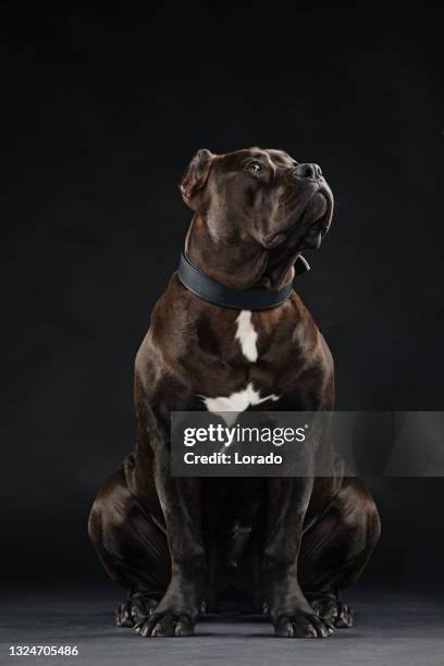 portrait of pedigree pure breed dog - strong pitbull stock pictures, royalty-free photos & images