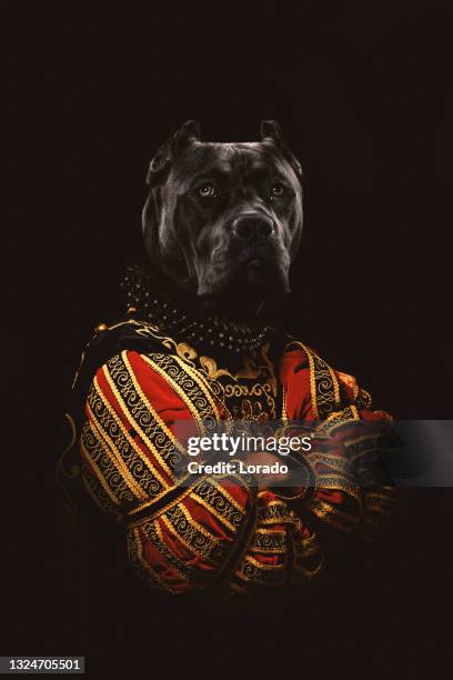 portrait of pedigree pure breed dog as royalty - koning koninklijk persoon stockfoto's en -beelden