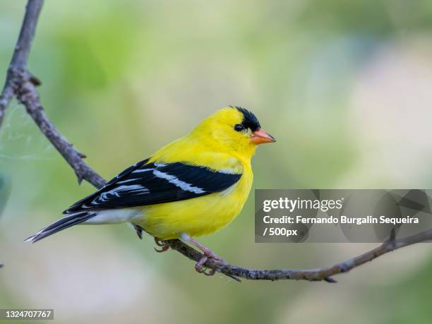 close-up of american goldfinch perching on branch - american goldfinch fotografías e imágenes de stock