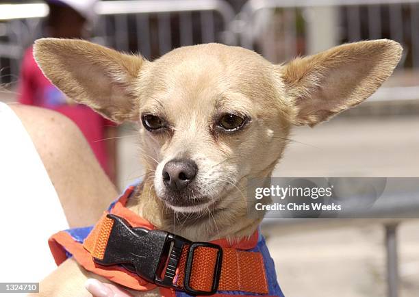 Taco Bell advertisement mascot Gidget arrives at the world premiere of Warner Bros. Pictures'' "Cats and Dogs" June 23, 2001 at the Mann''s Village...