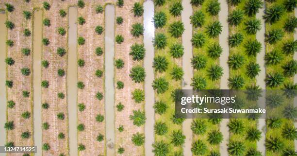 high angle view of nature, oil palm plantation and farmer's farming - movie world stock-fotos und bilder