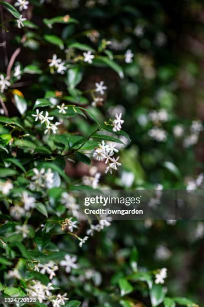 star jasmine in full bloom - jasmine foto e immagini stock