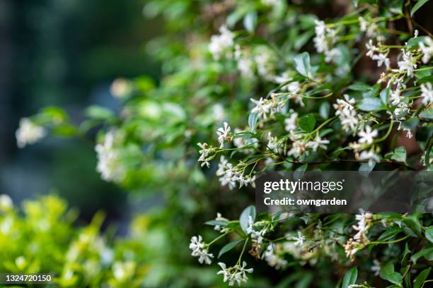 star jasmine in full bloom - jasmine stock pictures, royalty-free photos & images