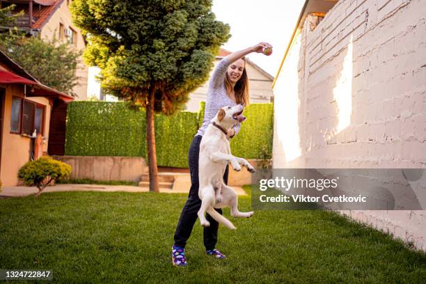 fun time. girl playing with her dog in the backyard - retriever jump stock pictures, royalty-free photos & images