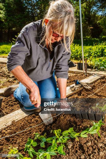 woman planting green pea seedlings - woman kneeling stockfoto's en -beelden