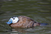 Male White-headed Duck, Oxyura leucocephala, on the water