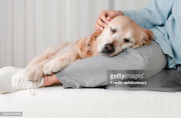 hund schläft auf der runde des besitzers - golden retriever stock-fotos und bilder