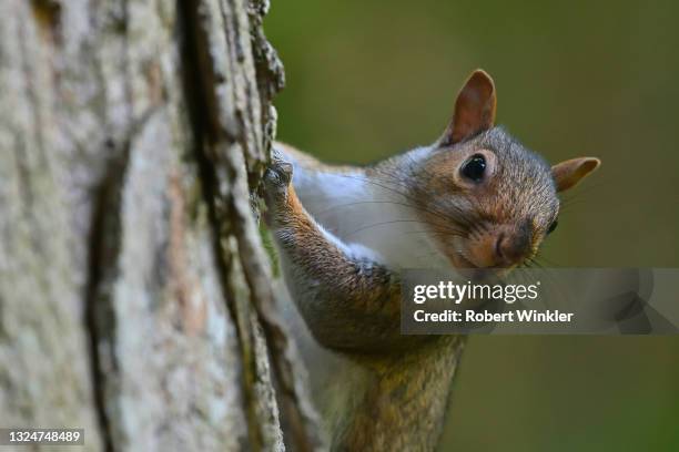 gray squirrel on sugar maple - eastern gray squirrel stockfoto's en -beelden