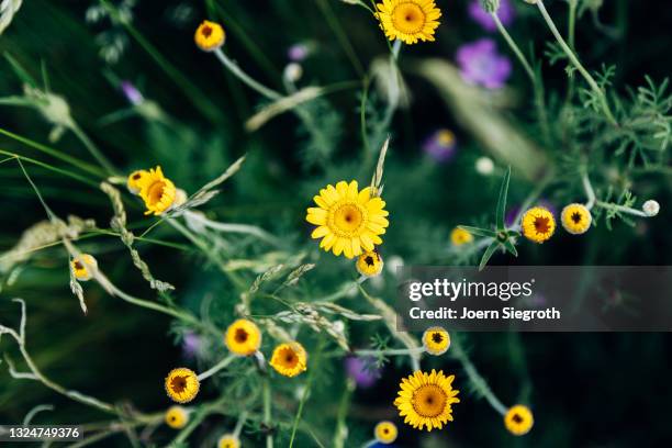 eine blumenwiese in der natur - duftend stock pictures, royalty-free photos & images