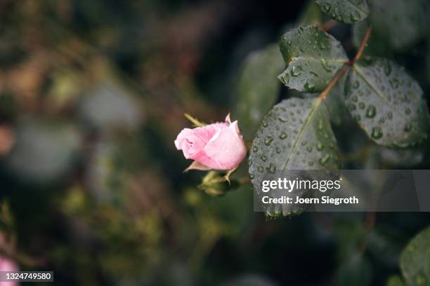 eine blumenwiese in der natur - duftend stock pictures, royalty-free photos & images