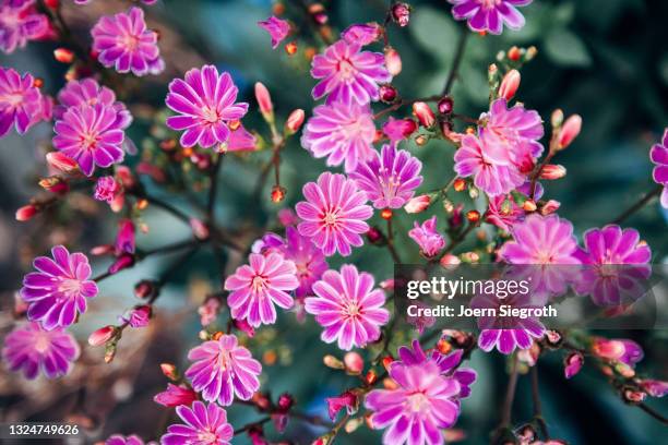 eine blumenwiese in der natur - duftend stock pictures, royalty-free photos & images