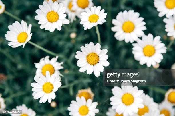 eine blumenwiese in der natur - duftend stock pictures, royalty-free photos & images