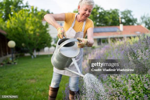 eine rentnerin besprüht ihre blumen mit wasser - giesskanne stock-fotos und bilder