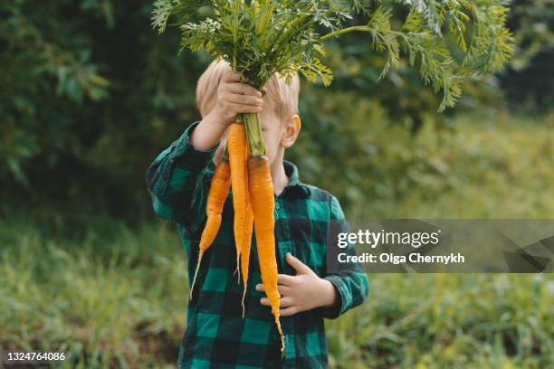 cute preschool blond little kid boy with carrots in domestic garden. child gardening and eating outdoors. healthy organic vegetables as snack for kids and kindergarten children - child eating a fruit stock-fotos und bilder