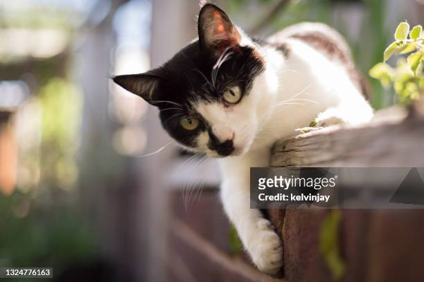 cute young cat playing in a garden - huiskat stockfoto's en -beelden