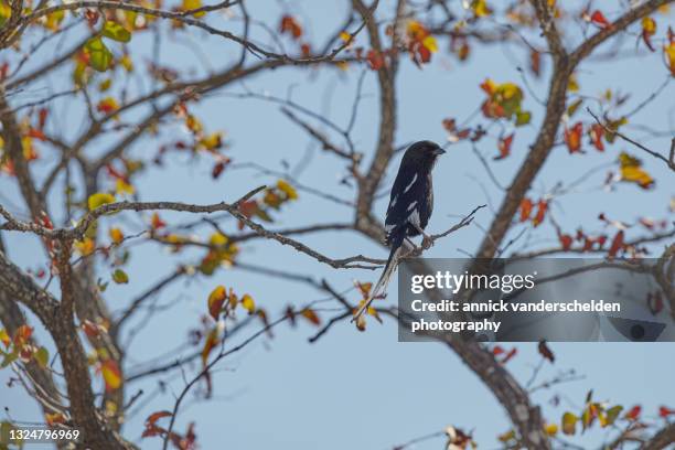 magpie shrike - magpie shrike stock pictures, royalty-free photos & images