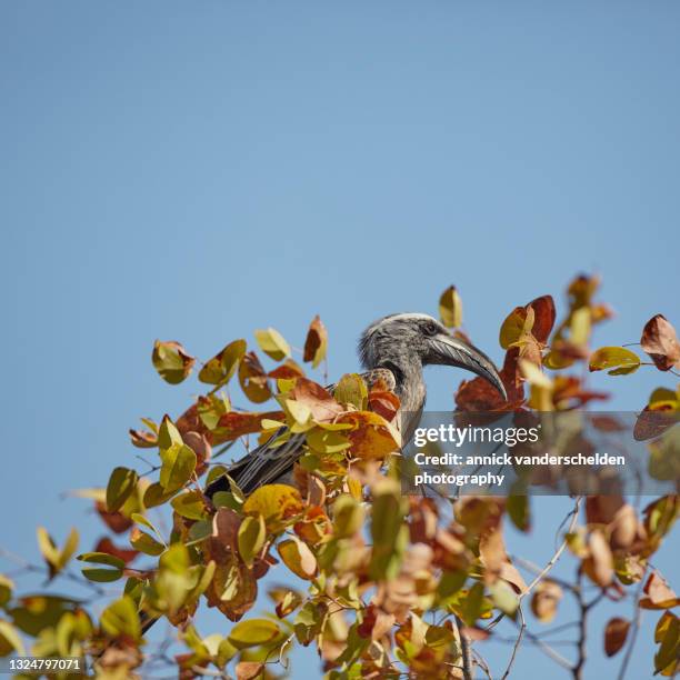 african grey hornbill - african grey hornbill stock pictures, royalty-free photos & images