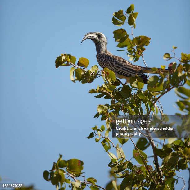 african grey hornbill - african grey hornbill stock pictures, royalty-free photos & images