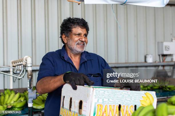 work life on an australian banana farm - local producer stock pictures, royalty-free photos & images