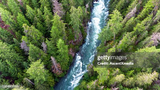 luftaufnahme eines unberührten waldes - temperierter-regenwald stock-fotos und bilder