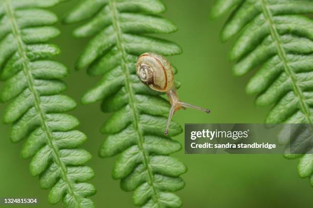 a tiny snail, cepaea sp, on bracken in woodland. - snail stockfoto's en -beelden