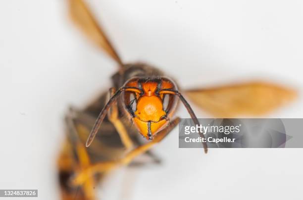 insecte - frelon asiatique - murder hornets bildbanksfoton och bilder