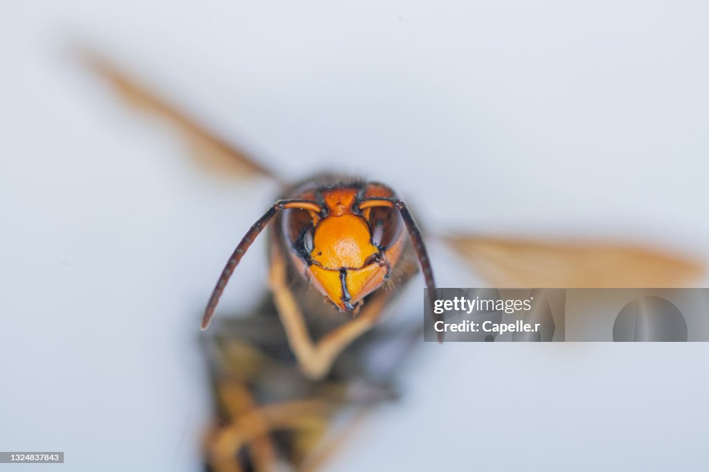 Insecte - Frelon asiatique