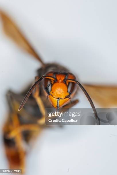 insecte - frelon asiatique - japanese giant hornet stock-fotos und bilder