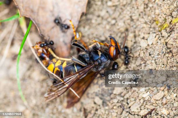 insecte - frelon asiatique - asian giant hornet stock pictures, royalty-free photos & images