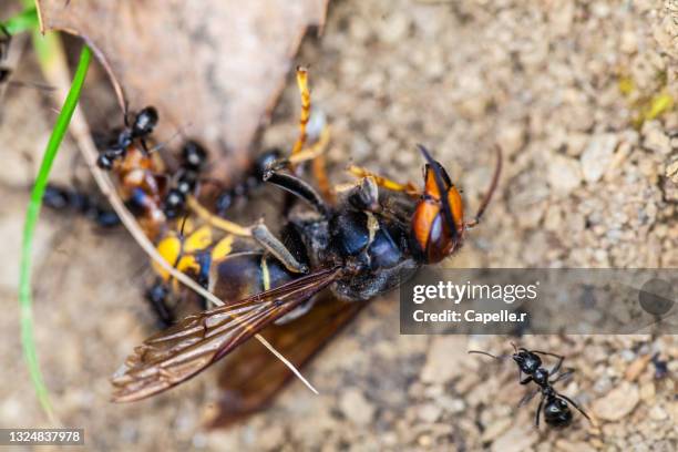 insecte - frelon asiatique - japanese giant hornet stock-fotos und bilder