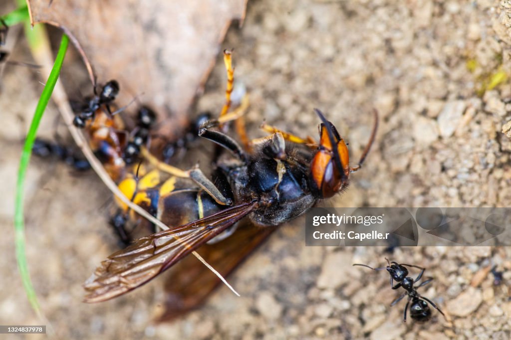 Insecte - Frelon asiatique