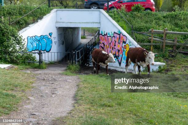 hereford rinderkälber gehen durch eine graffiti-unterführung - feldweg grüne wiese kühe stock-fotos und bilder