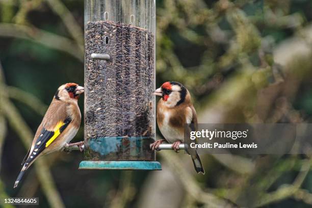 goldfinches feeding - carduelis carduelis stock pictures, royalty-free photos & images