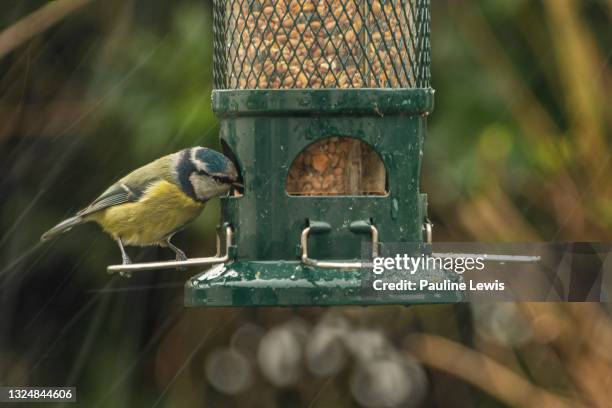 blue tit feeding - perch imagens e fotografias de stock