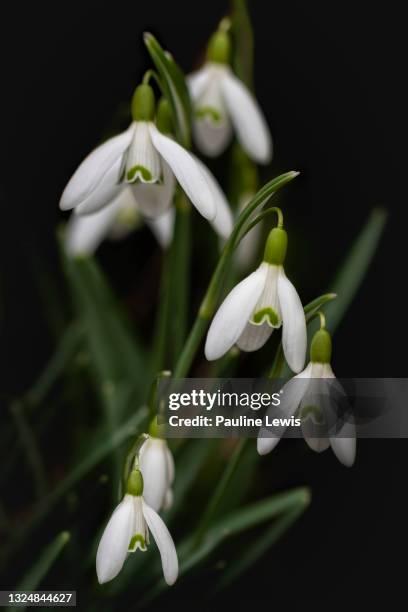 Snowdrops Class 7,135 Snowdrops Flower Stock Photos, High-Res Pictures, and Images ...