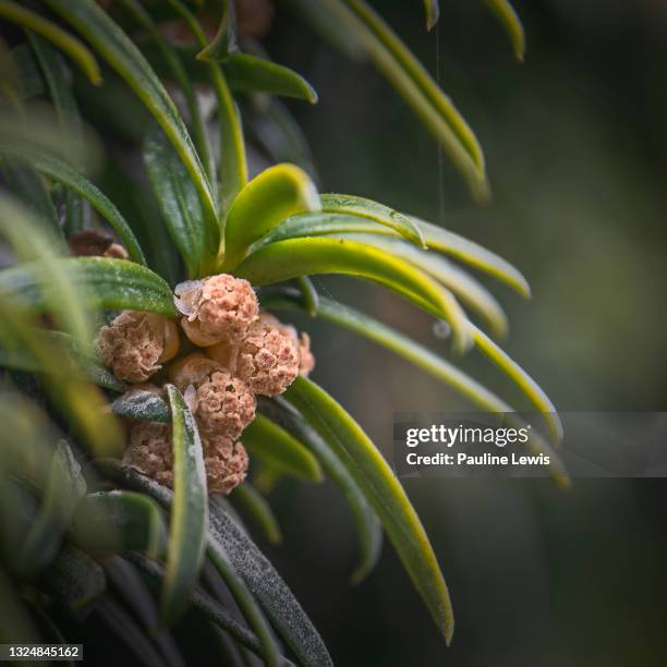 male yew flowers - yew needles stock pictures, royalty-free photos & images