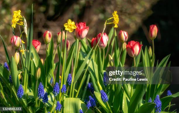 bulb lasagne - muscari armeniacum stock-fotos und bilder