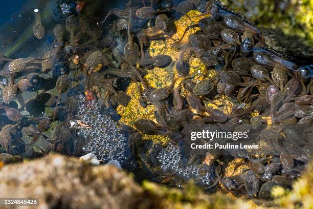 tadpoles in a garden pond - tadpole stock pictures, royalty-free photos & images