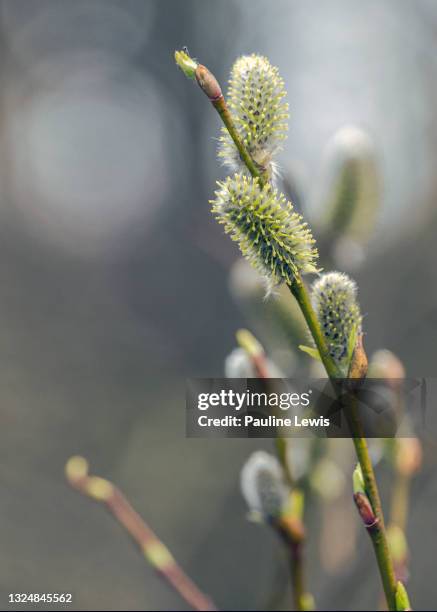 pussy willow - weidenkätzchen stock-fotos und bilder