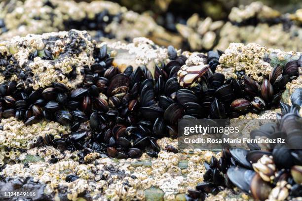 137 Muscles Shellfish Stock Photos, High-Res Pictures, and Images ...
