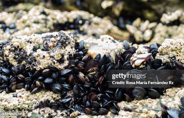 Muscles Shellfish Photos and Premium High Res Pictures - Getty Images