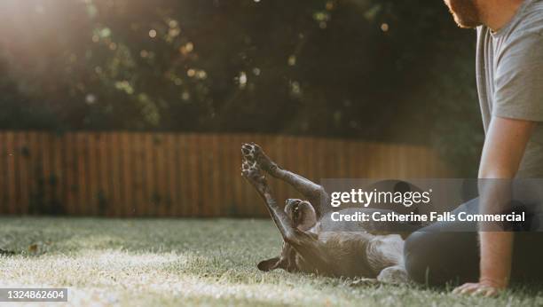 black dog lies on her back in a sunny garden with her paws in the air beside her owner - animal tricks ストックフォトと画像