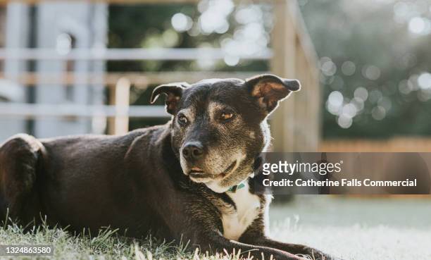 black dog lying on the grass in a sunny garden - geredde hond stockfoto's en -beelden