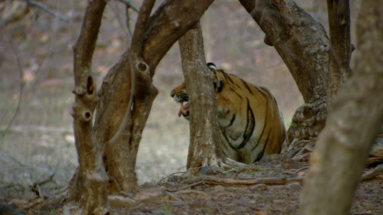 480 Funny Tiger Videos and HD Footage - Getty Images 480 Funny Tiger Videos and HD Footage - Getty Images