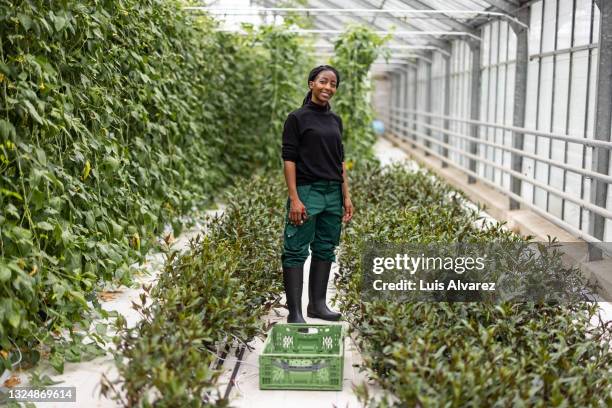 portrait of african woman working in greenhouse - african american farmer stockfoto's en -beelden
