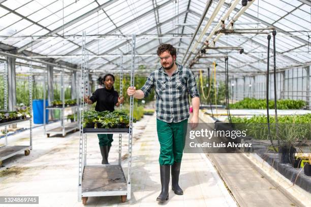 two greenhouse workers moving the plants in a trolley - grünes hemd stock-fotos und bilder