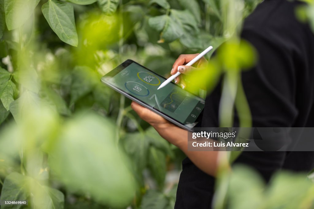 Agronomist using digital tablet for analysis of plantation