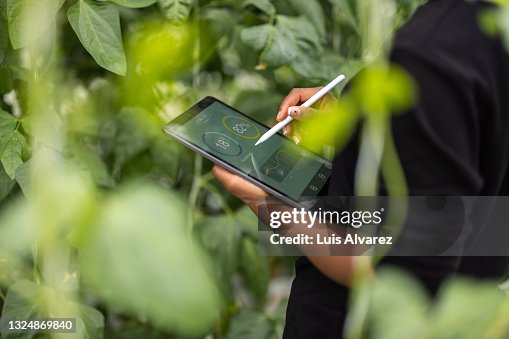 Agronomist using digital tablet for analysis of plantation Agronomist using digital tablet for analysis of plantation