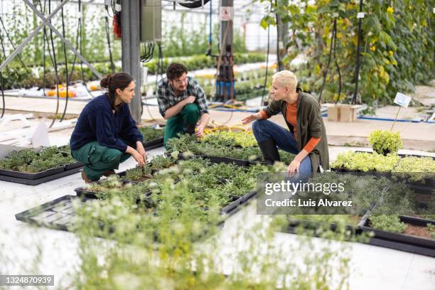 greenhouse manager discussing daily tasks with workers - agriculture business foto e immagini stock