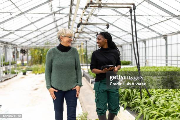 commercial greenhouse owner and manager - vegetable garden inside greenhouse stock pictures, royalty-free photos & images